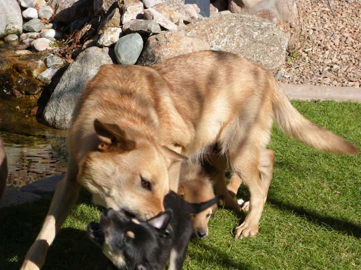 chinook dog